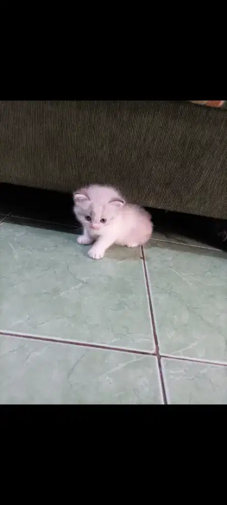 Anak kucing persia usia 3 bulan