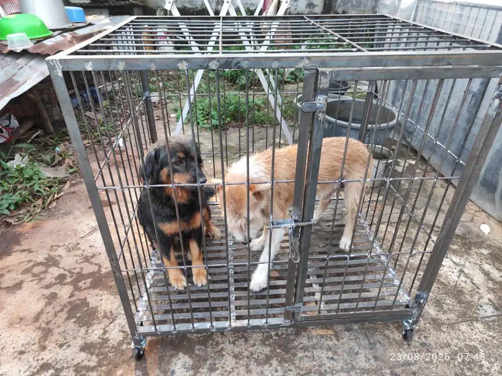 Kandang anjing ras besar