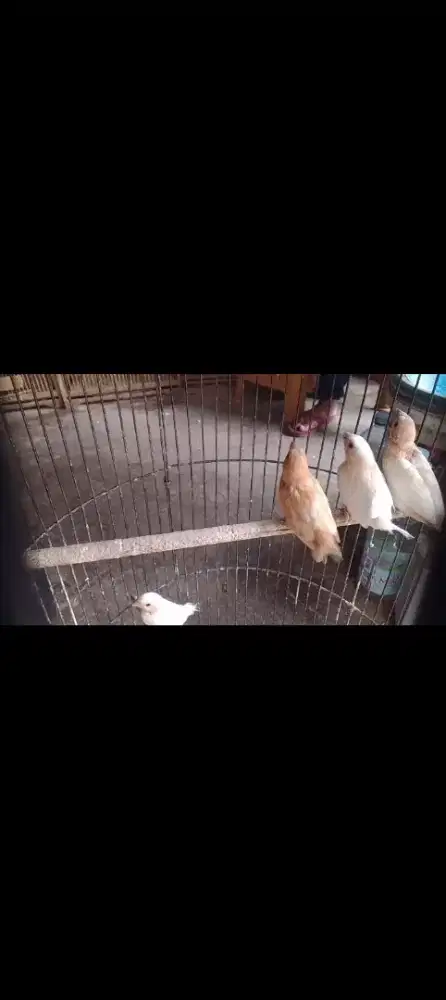Emprit jepang siapan empat ekor