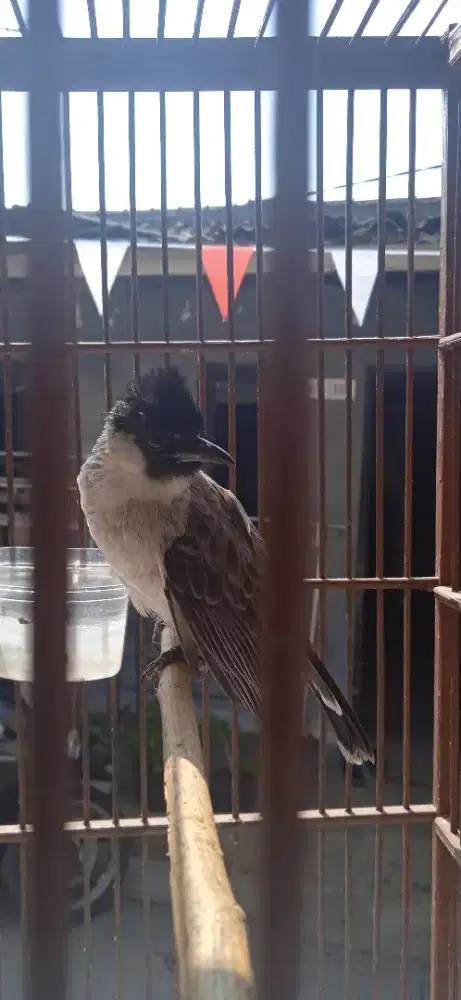 Cangkurileng jinak gacor