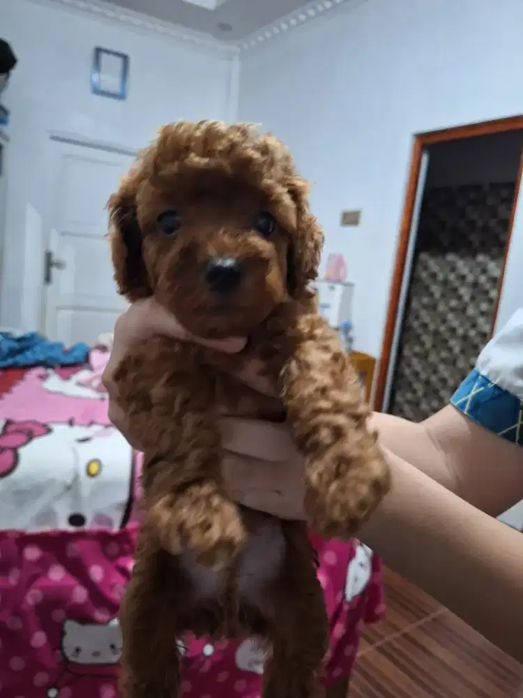 Di jual murah poddle 2bulan