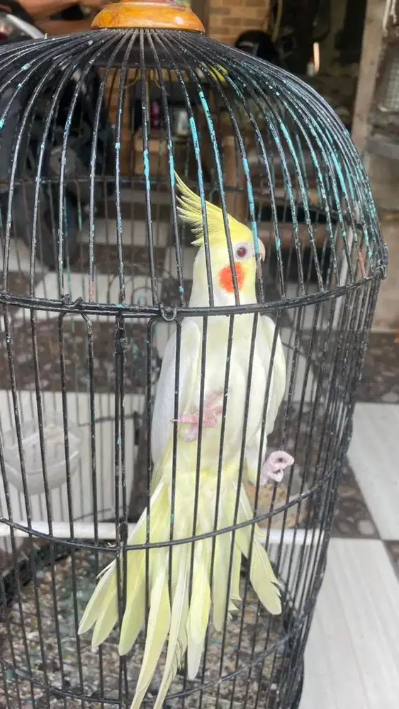 Burung falk parkit australi