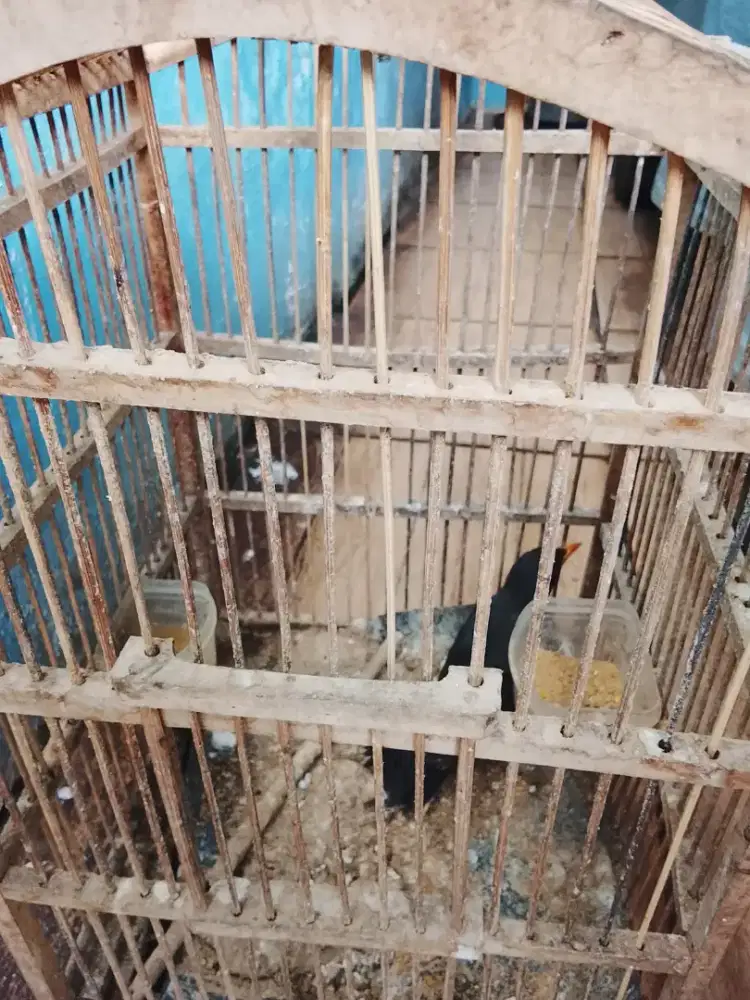 Jual burung jalak kebo mata pth