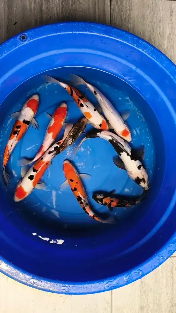 koi blitar sepaket 9ekor doitsu dan sisik