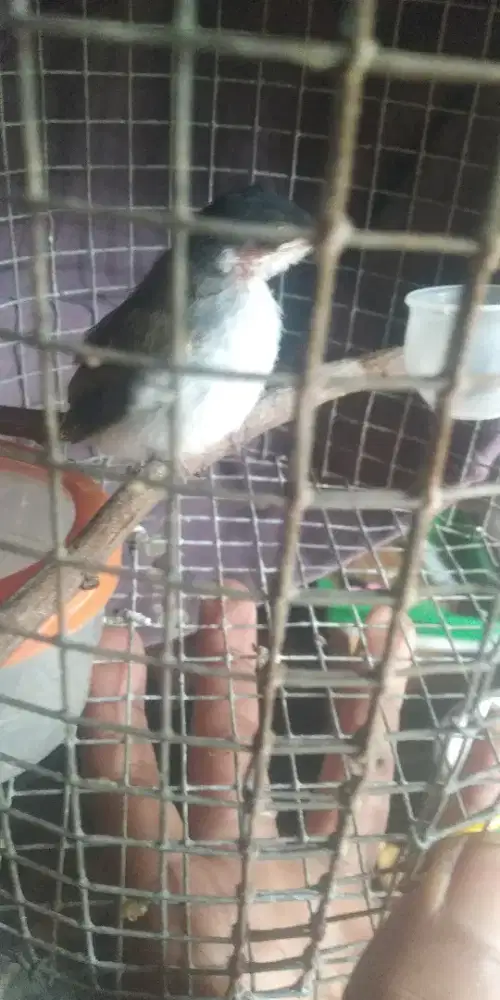 Anakan kutilang susu anak tunggal