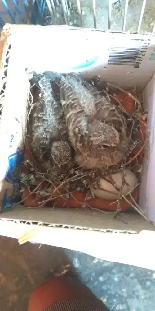 Anakan perkutut prediksi spasang