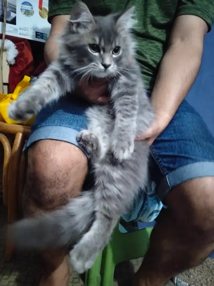 KITTEN ANAKAN PERSIA X SIAM