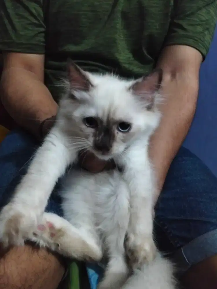 KITTEN ANAKAN PERSIA X SIAM