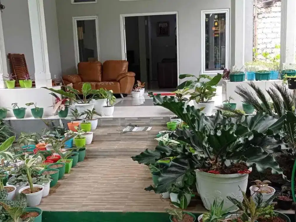 Rumah Renovasi Siap Huni – Griya Dramaga Asri | LT 121 m² | 3 KT | 3 KM
Dijual rumah di Griya Dramaga Asri, kondisi siap huni & sudah direnovasi. Cocok untuk keluarga yang mencari rumah luas dengan area parkir lega, pintu ada 2 area depan dan belakang(fas