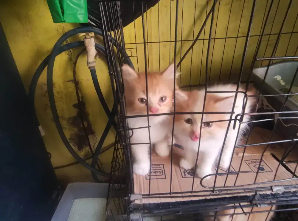 Kitten Persia x Mainecoon