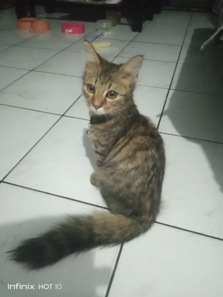 Kucing imut dan lucu