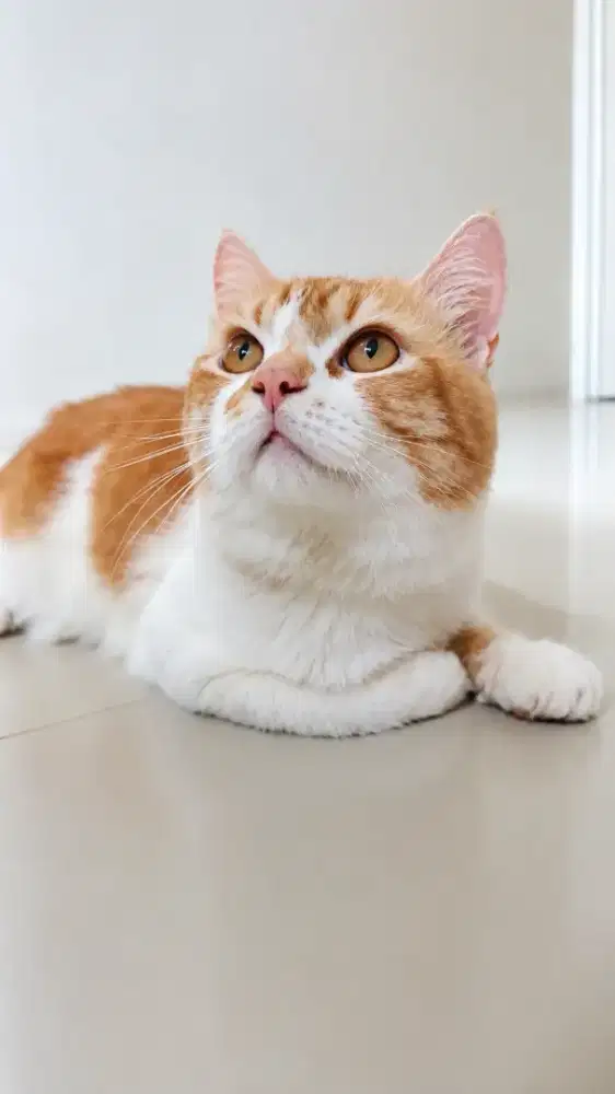 KUCING PERSIA JANTAN