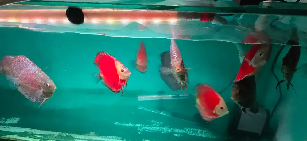 Jual discus besar 4 sampai 5in