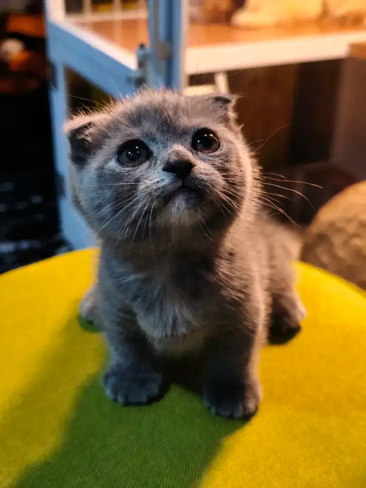 kucing betina Kitten Munckin tortie