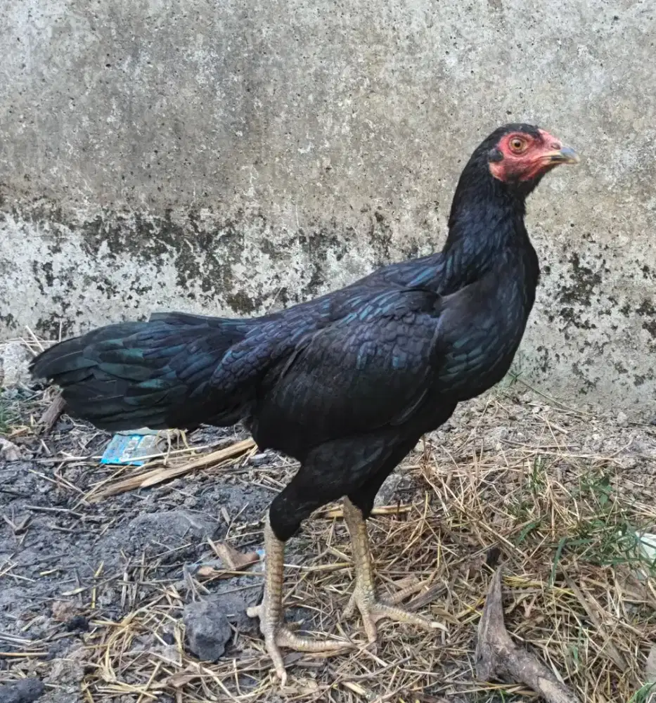 Ayam Kampung Betina Siap Bertelur
