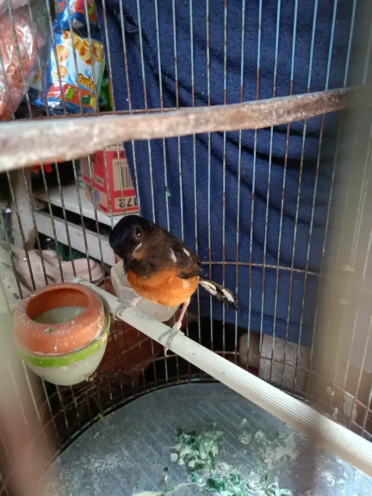Jual murai brontok tipis betina