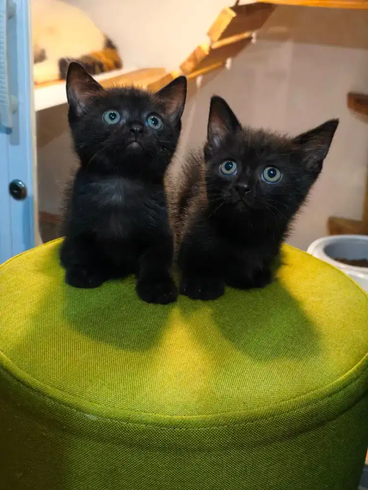 Kucing jantan kitten munckin black full