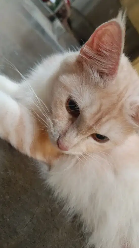 Kucing Mainecoone