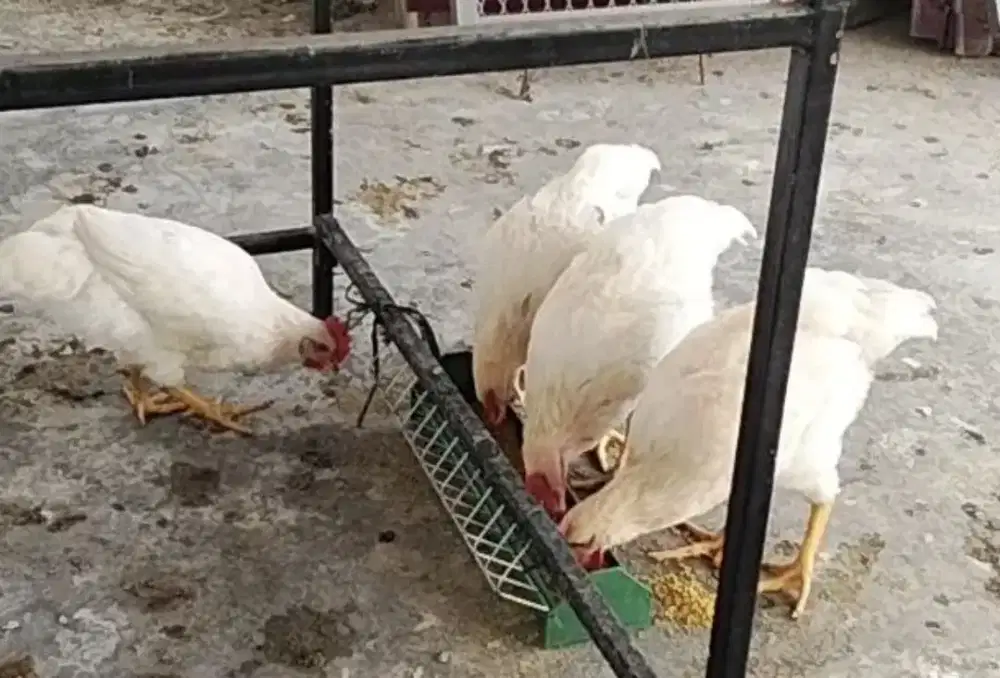 Ayam buat potog