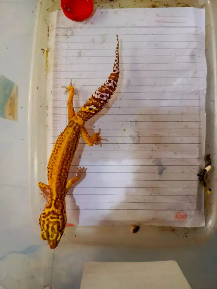 leopard gecko cantik siap breed, special Hut kemerdekaan