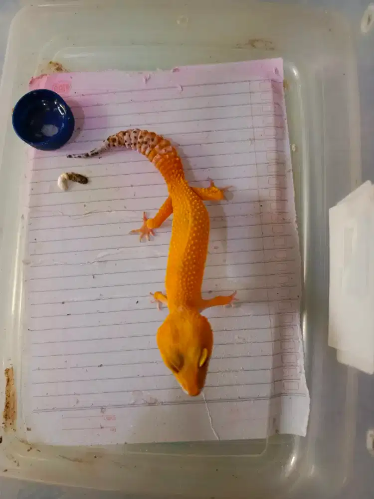 leopard gecko ciamik