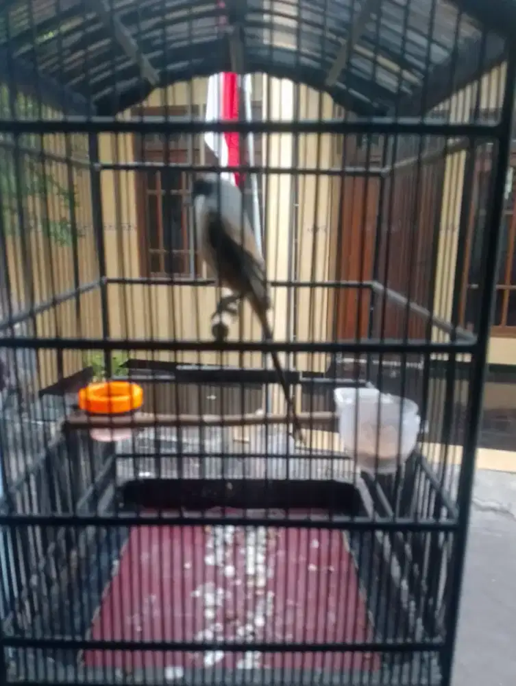 Cendet pilis bulu baru