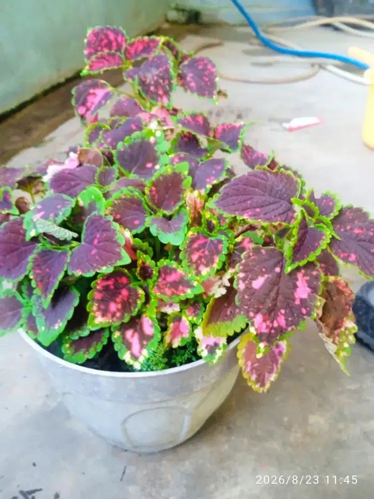 Jual bunga tanaman hias