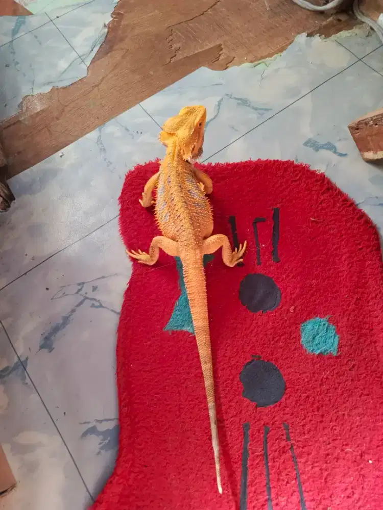Bearded Dreagon hypo