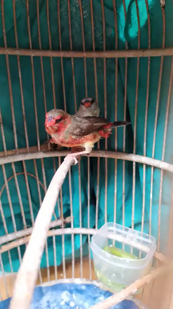 Strawberry Finch