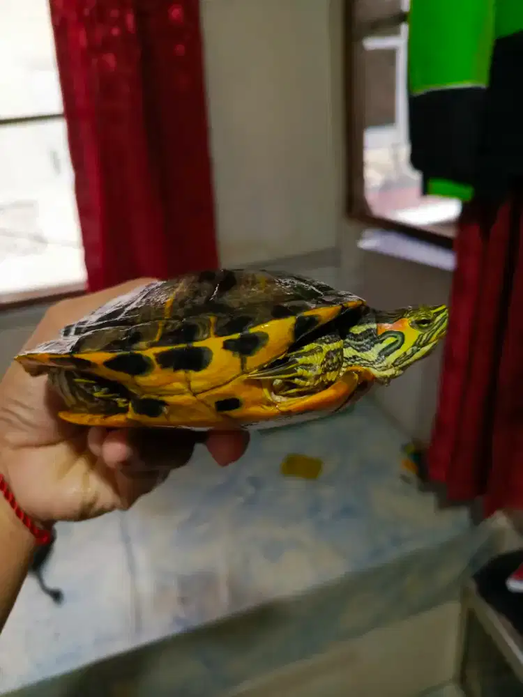 kura kura yellow belly