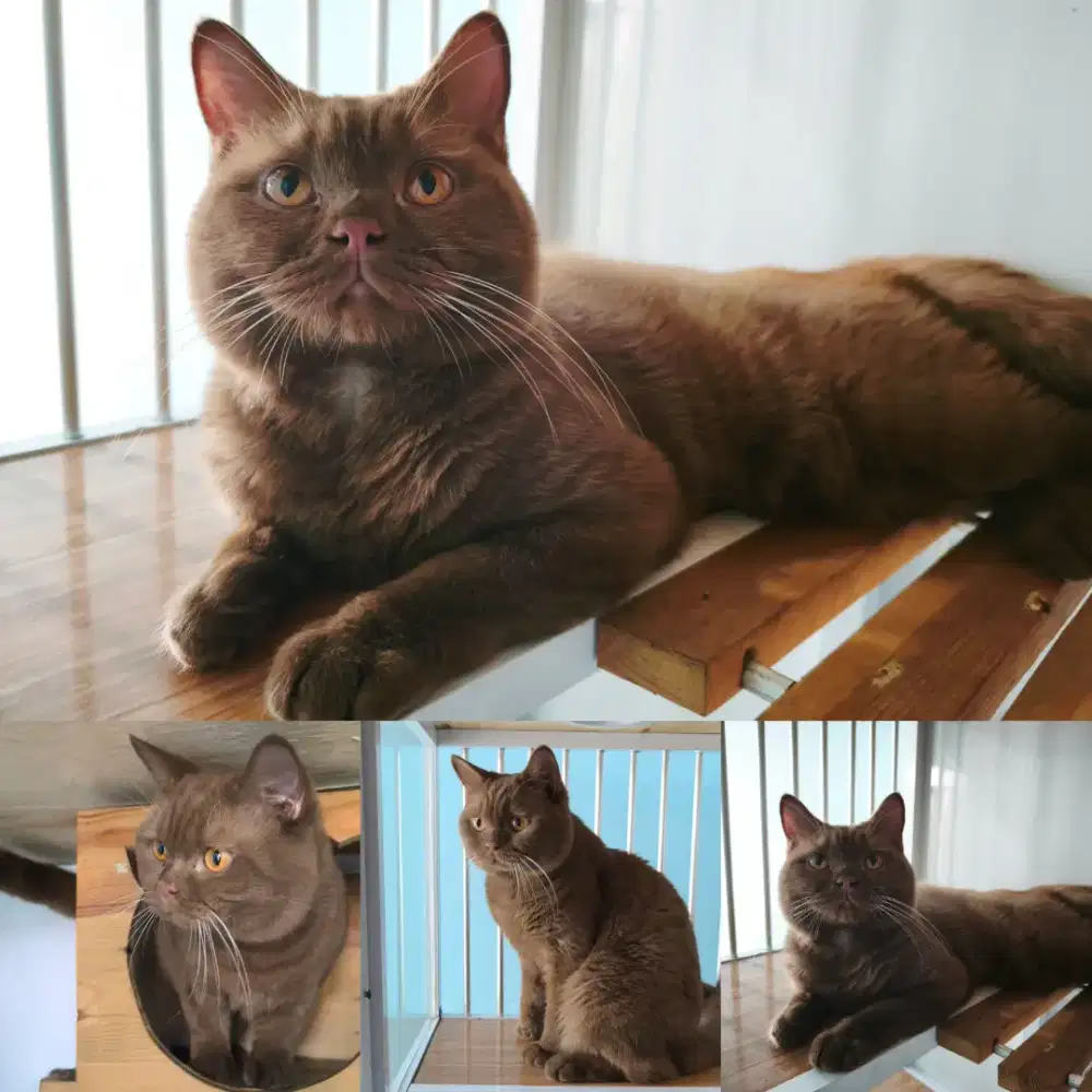 jasa pacak kucing bsh Cinamon