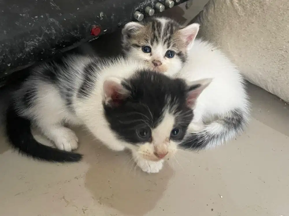 Kucing anakan anggora dan scootish straight