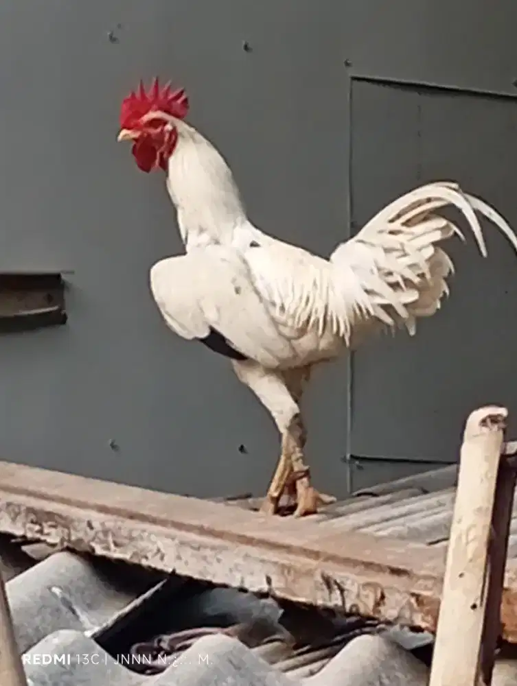 Ayam jago kampung silang bangkok
