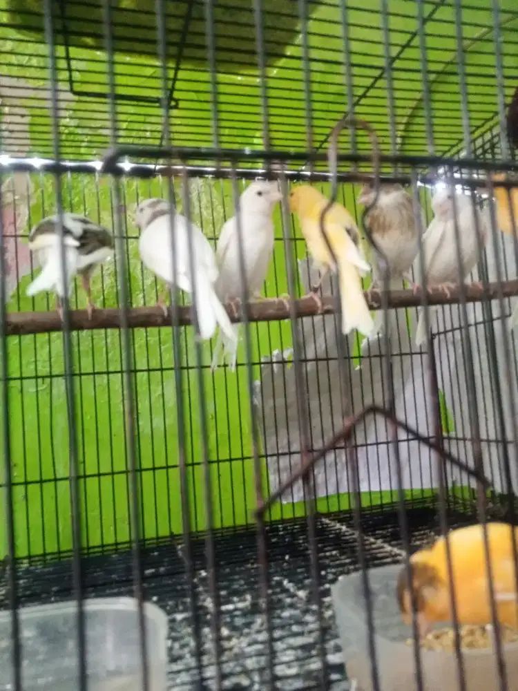 Kenari paud jantan dan gacoran
