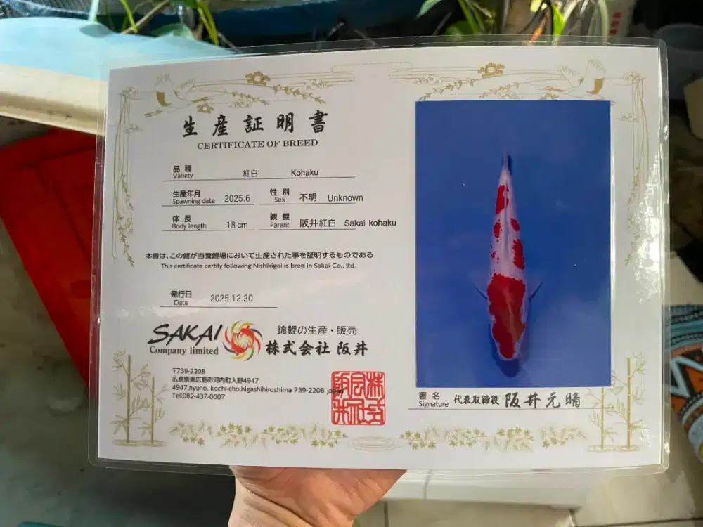 ikan koi kohaku