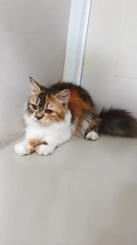 KUCING PERSIA BETINA