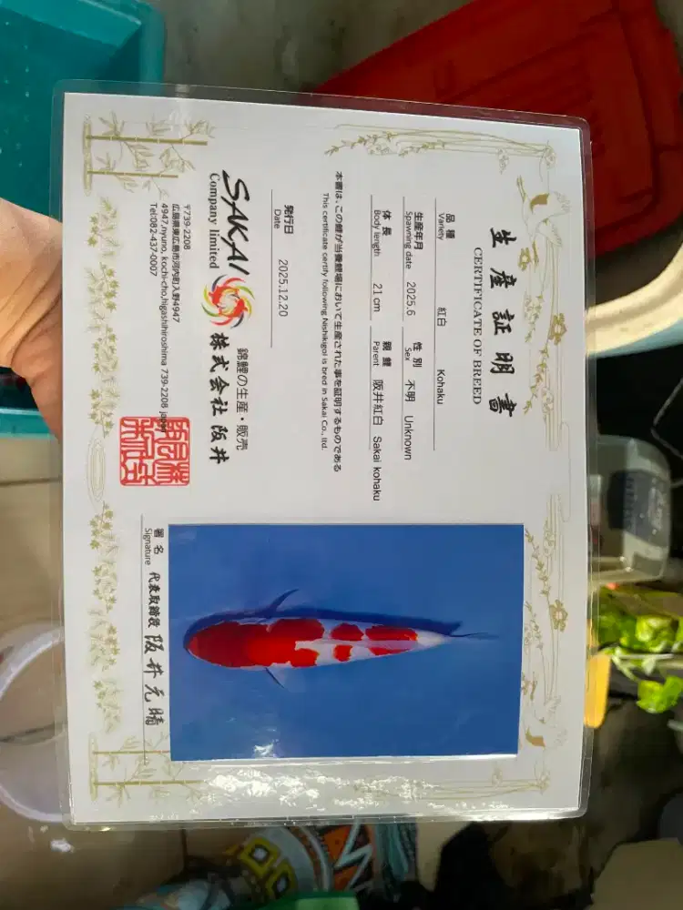 ikan koi kohaku