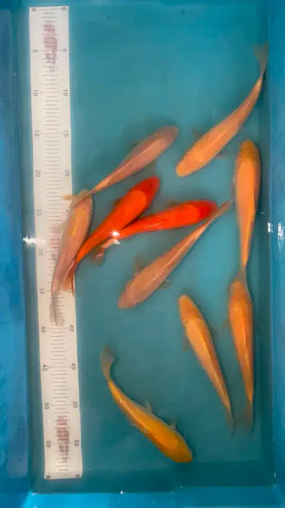 ikan koi karasi penjinak kolam