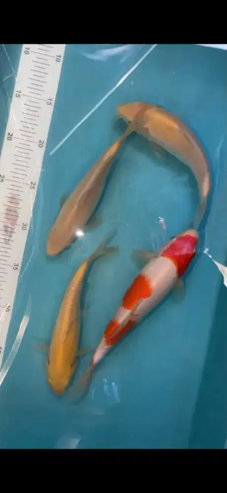 ikan koi paketan 4 ekor
