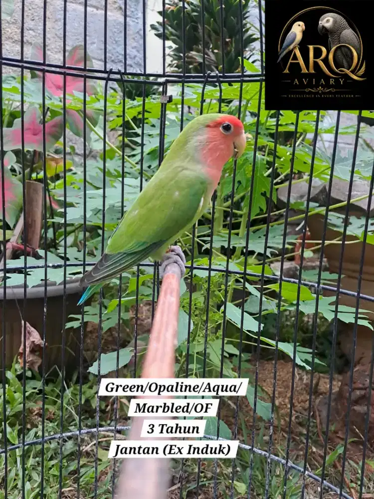 Lovebird Jantan Dewasa Nonklep Green/Opaline/Aqua/Marbled/OF