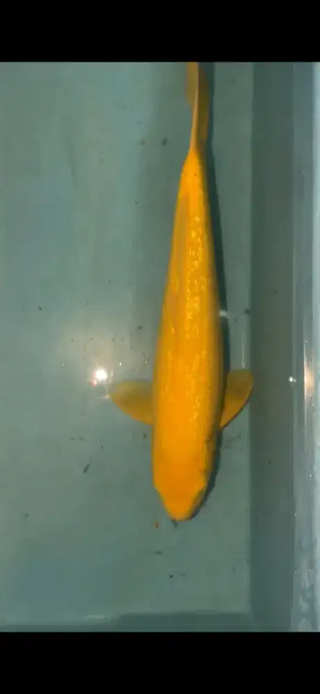 ikan koi karasi ginrin 40cm penjinak kolam