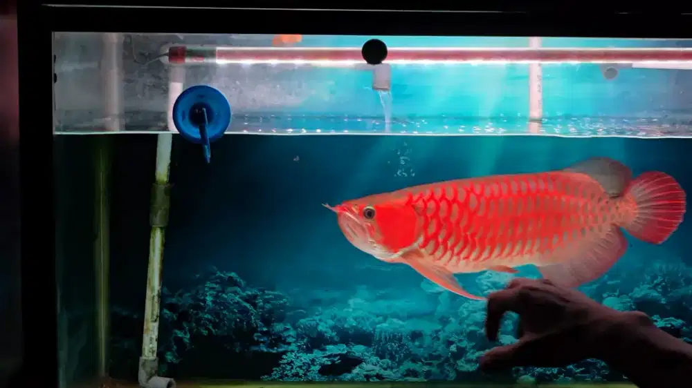 Arwana super red 50 cm up