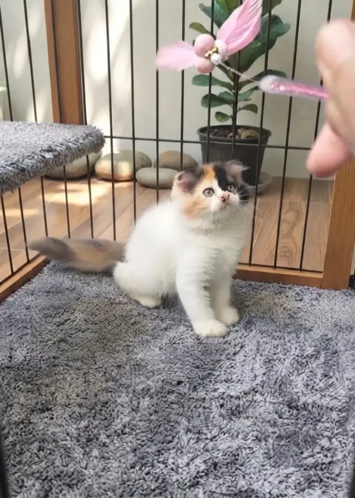 Scottish fold Longhair