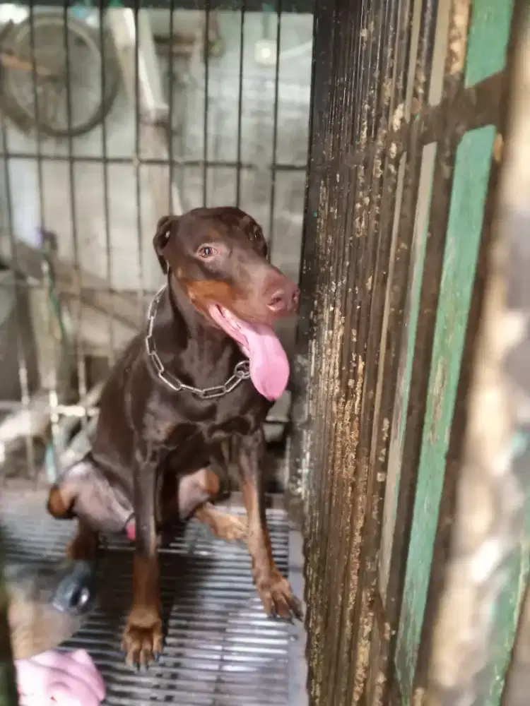 Pejantan Doberman usia 3th Warna coklat