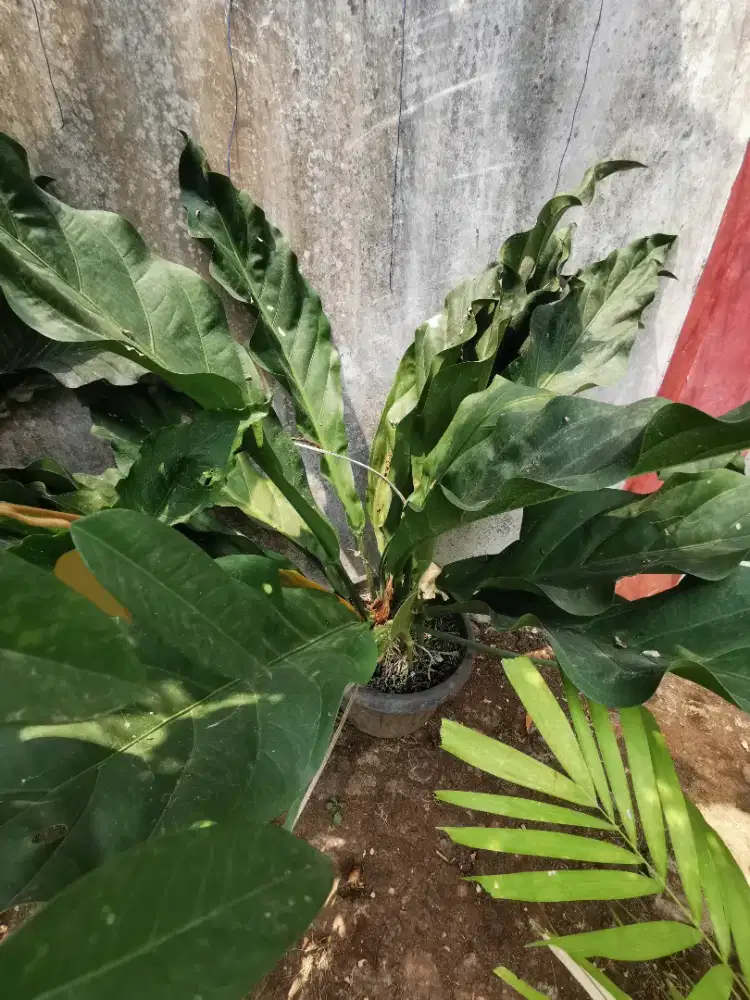Tanaman hias Anthurium