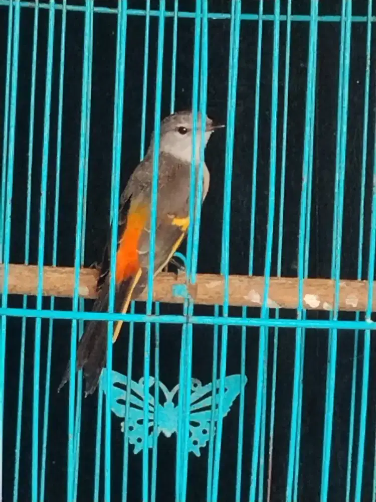 Burung ngatenan