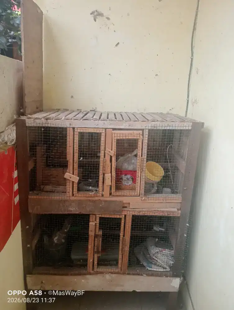 Kandang ayam & burung