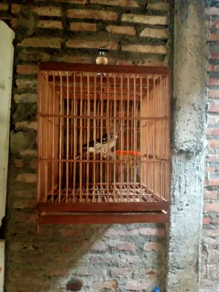Jalak hongkong trotol jumbo gacoor minus kaki