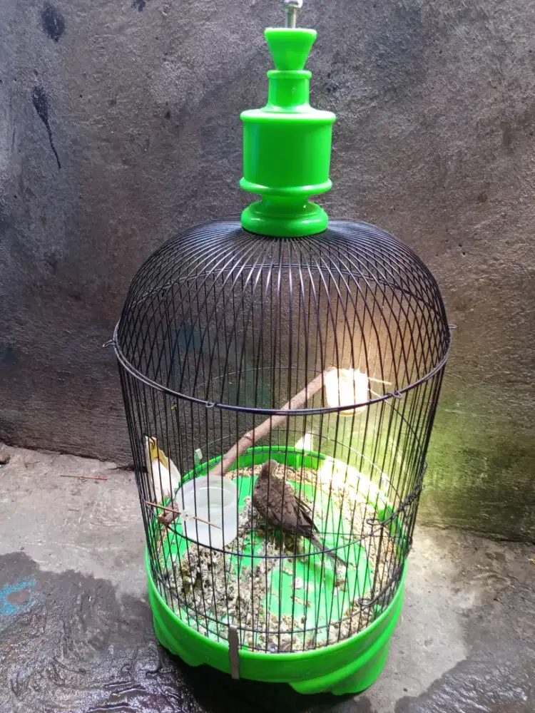 Sangkar besi lovebird tanggung