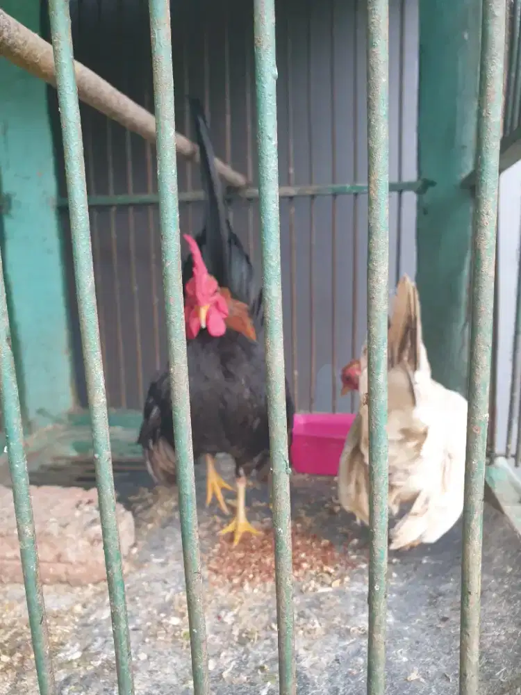 JUAL CEPAT AYAM SERAMA ORIGINAL
